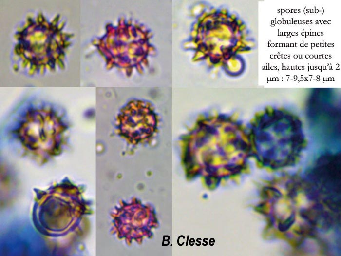 Lindtneria trachyspora