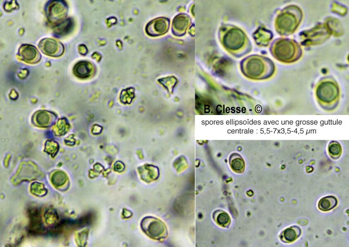 Lyomyces sambuci (Xylodon sambuci, Rogersella sambuci)