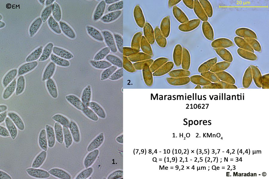 Marasmiellus vaillantii