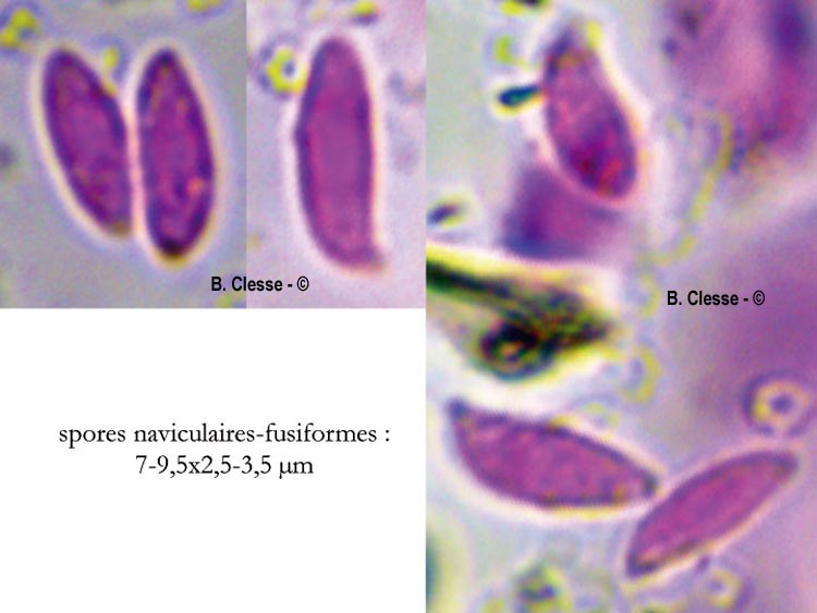 Botryobasidium subcoronatum