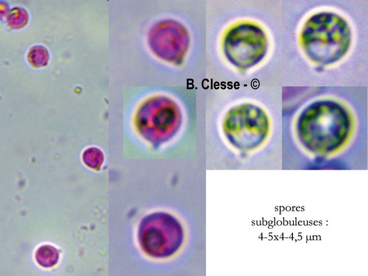 Brevicellicium olivascens