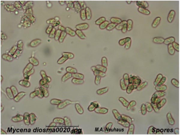 Mycena diosma