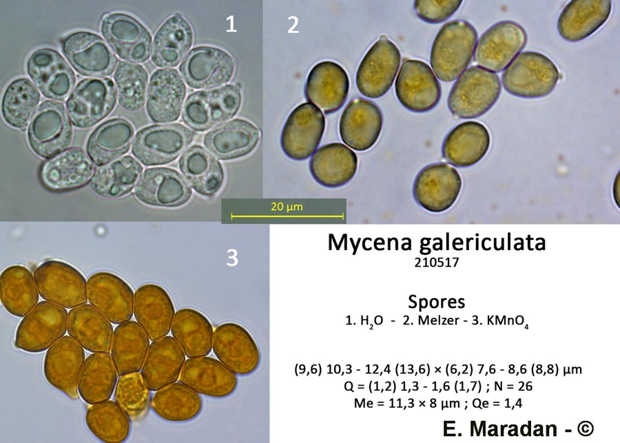 Mycena galericulata