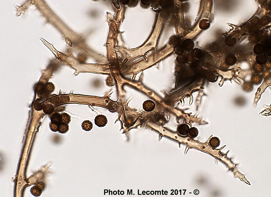 Spores échinulées avec capillitium