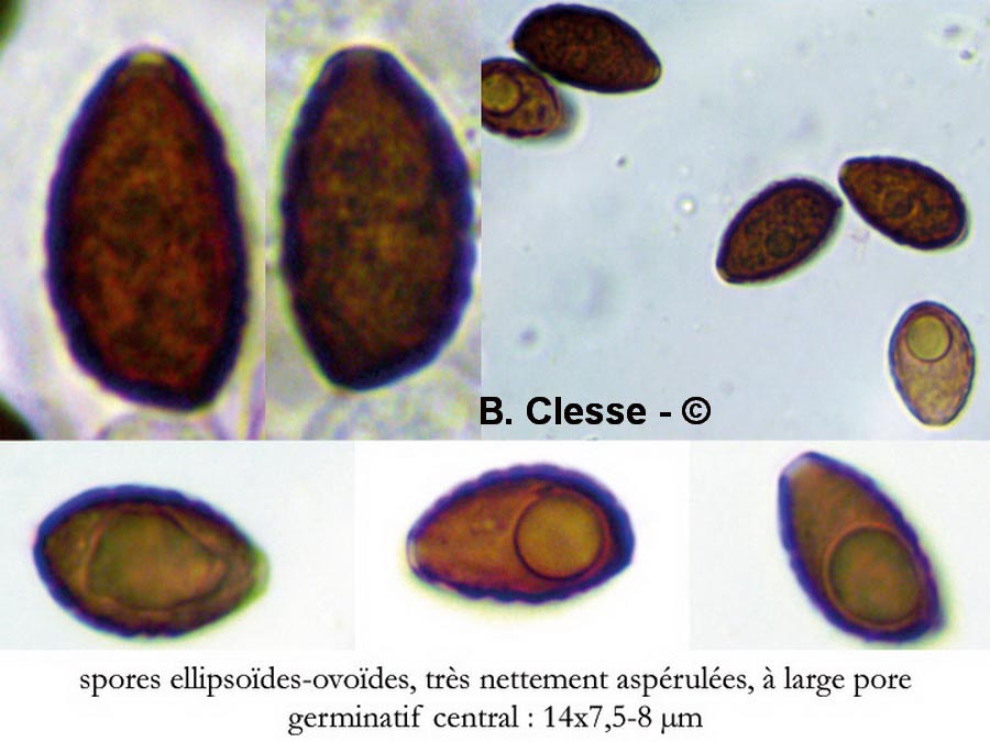 Panaeolina foenisecii (Panaeolus foenisecii)