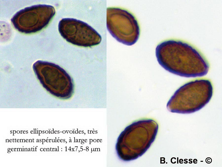 Panaeolina foenisecii (Panaeolus foenisecii)