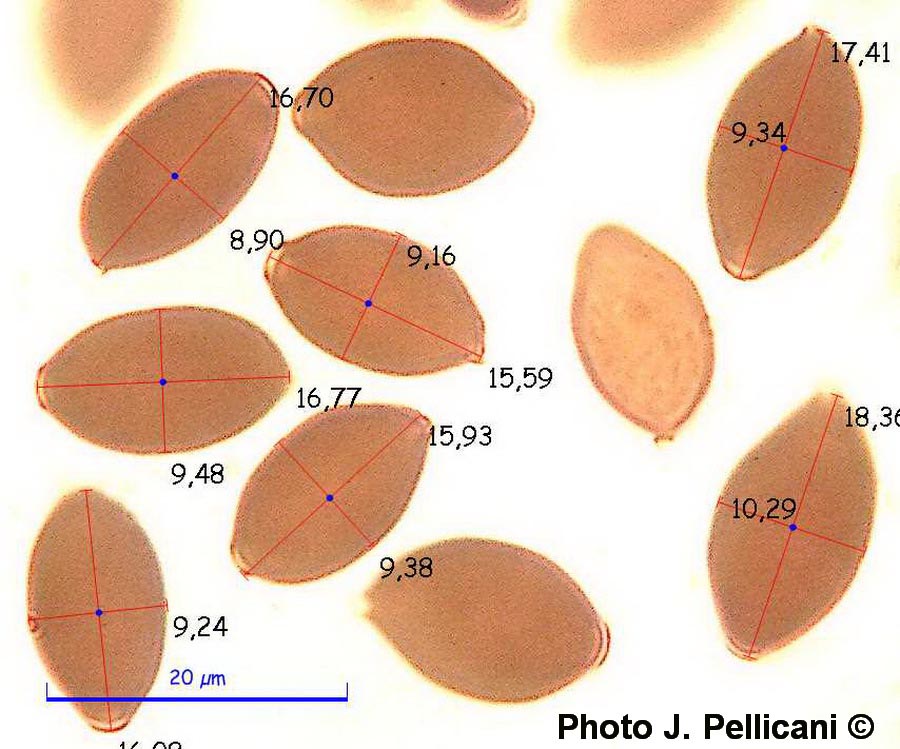 Panaeolus papilionaceus (Agaricus papilionaceus)
