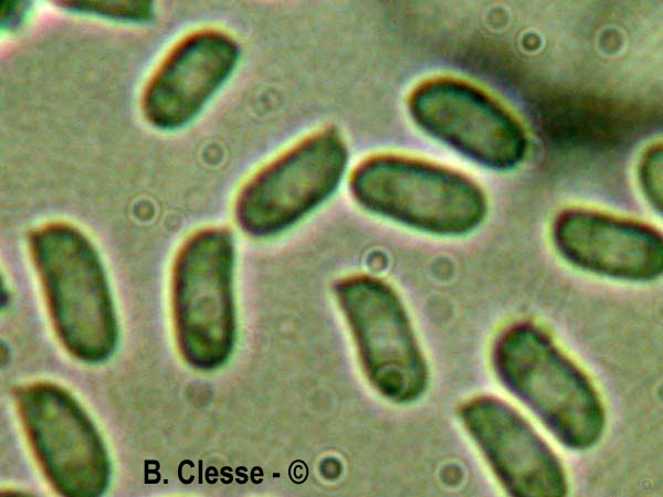 Peniophora piceae