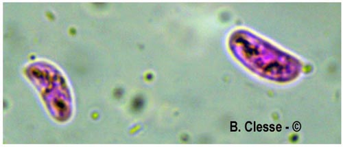 Peniophorella pallida (Hyphoderma pallidum)