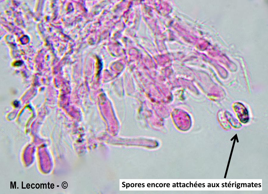Peniophorella pallida (Hyphoderma pallidum)