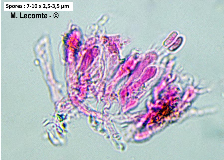 Peniophorella pallida (Hyphoderma pallidum)