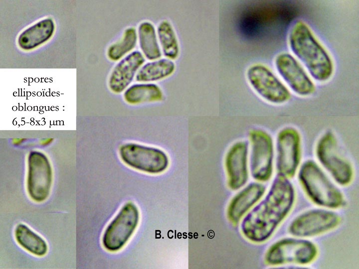Phanerochaete sordida