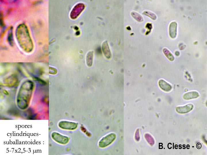 Phlebia diffissa