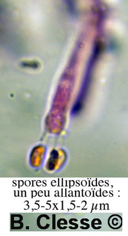 Phlebia livida