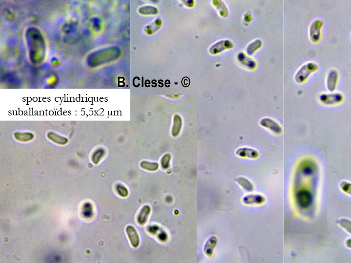 Phlebia rufa