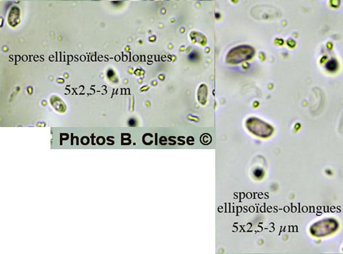 Phlebia subochracea