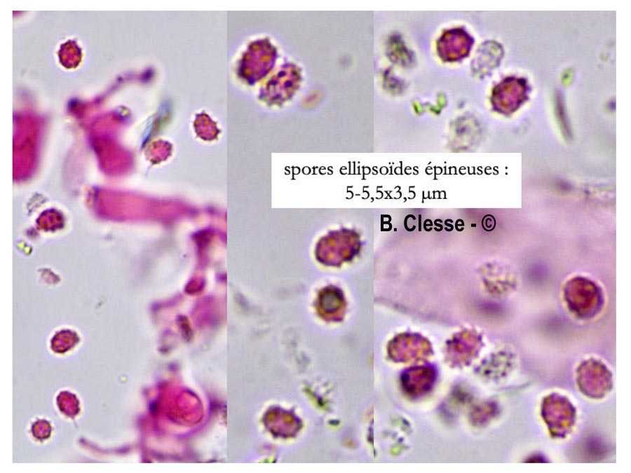 Xenasmatella fibrillosa (Phlebiella fibrillosa)