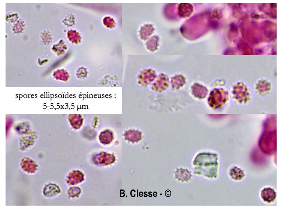 Xenasmatella fibrillosa (Phlebiella fibrillosa)