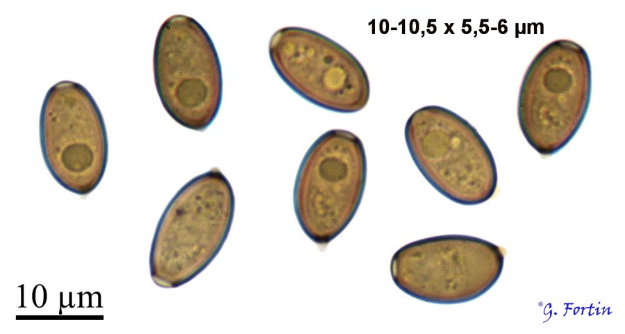 Pholiotina rugosa (Conocybe rugosa)