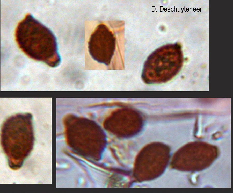 Lacrymaria lacrymabunda (= Psathyrella velutina, = P. lacrymabunda)