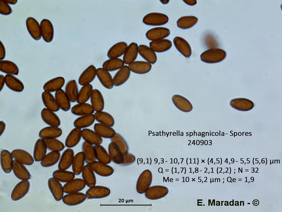 Psathyrella sphagnicola