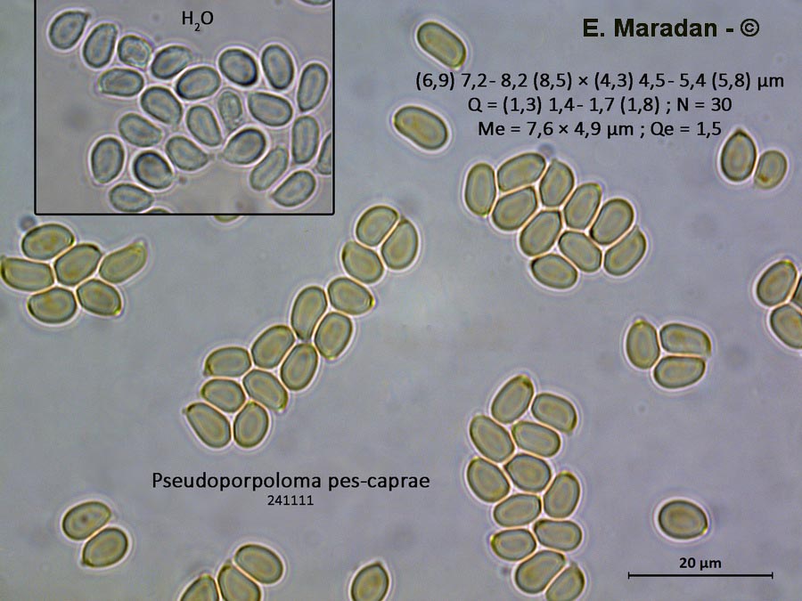 Pseudoporpoloma pes-caprae