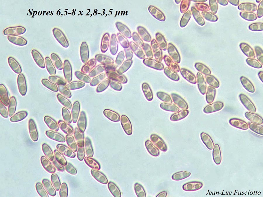 Rhizopogon rocabrunae