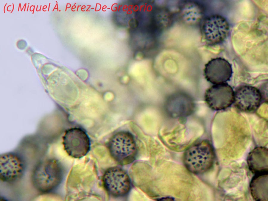 Russula integra f. pseudo-olivascens