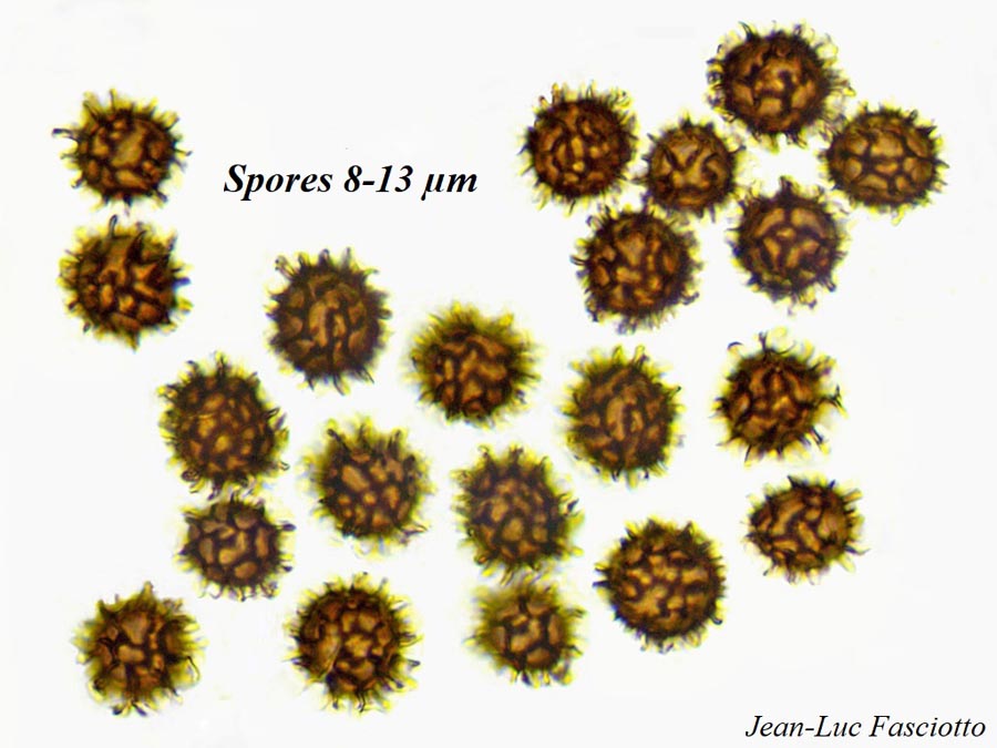 Scleroderma bovista