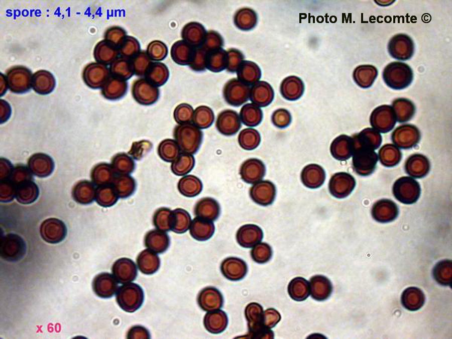 Scleroderma geaster ( Scleroderma polyrhizum)