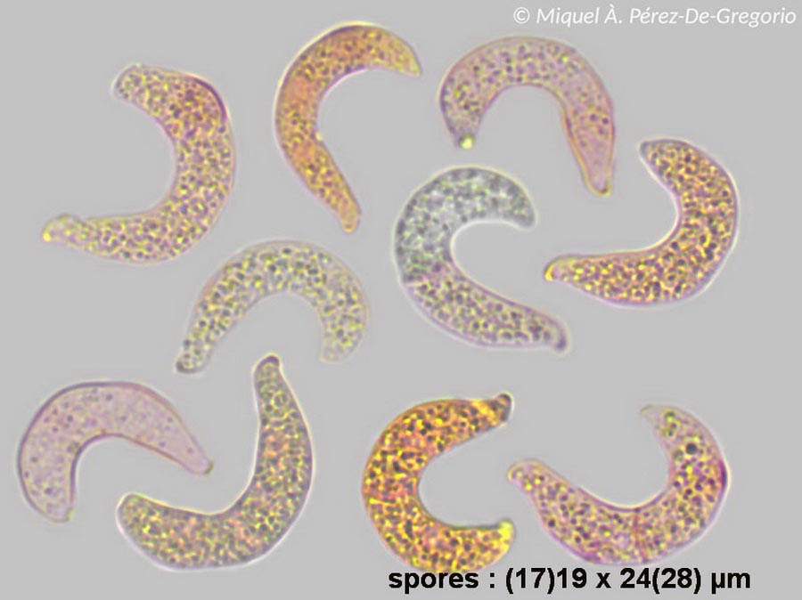 Septobasidium quercinum