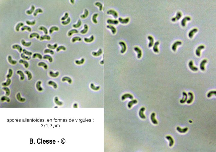 Sidera vulgaris (Skeletocutis vulgaris, Poria vulgaris)