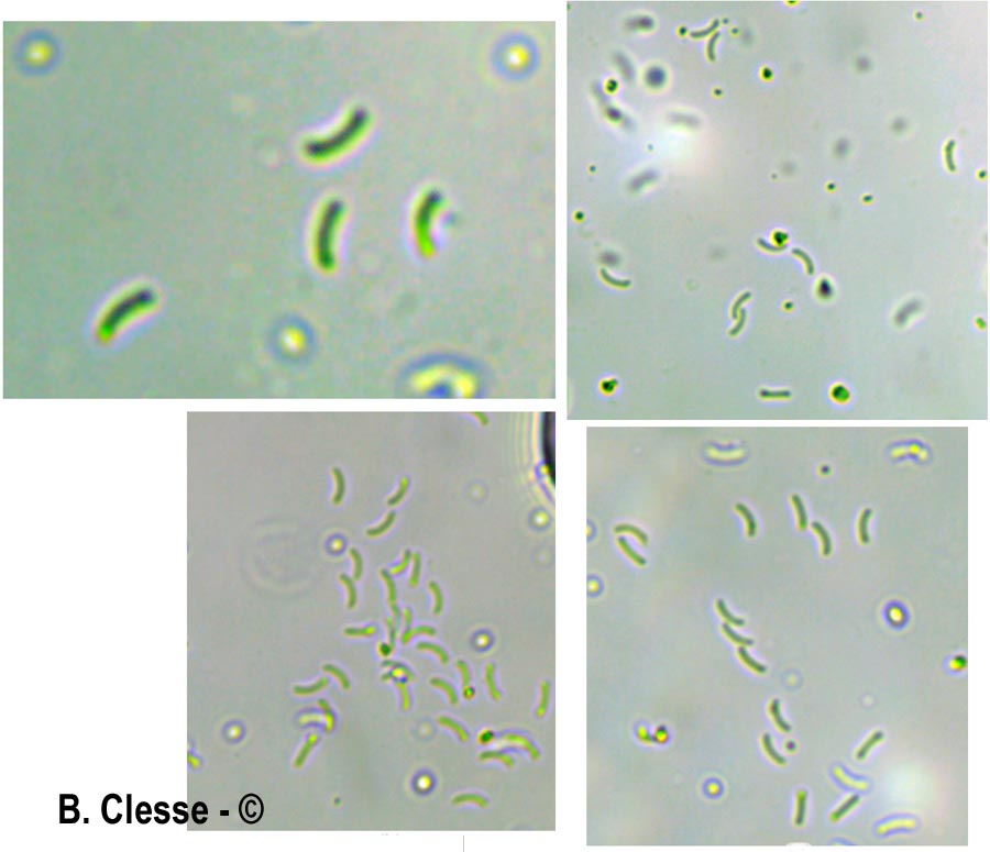 Skeletocutis semipileata (Skeletocutis nivea)