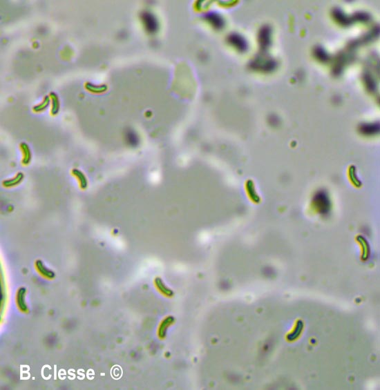 Skeletocutis semipileata (Skeletocutis nivea)