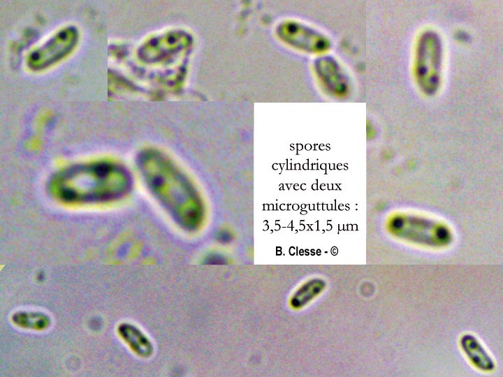 Steccherinum collabens (Junghuhnia collabens)