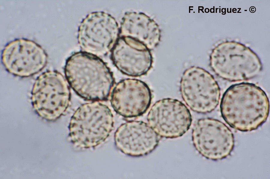 Stephanospora garrotxana