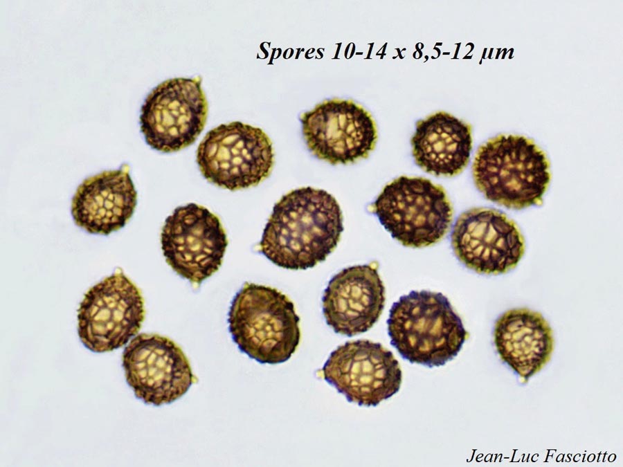 Strobilomyces strobilaceus
