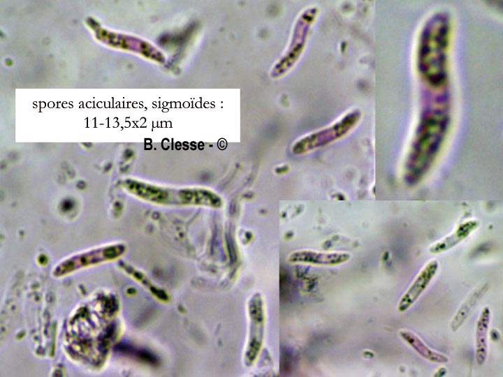 Subulicystidium longisporum