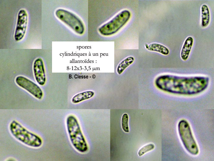 Trametella gallica (Coriolopsis gallica, Trametes gallica, Funalia gallica)