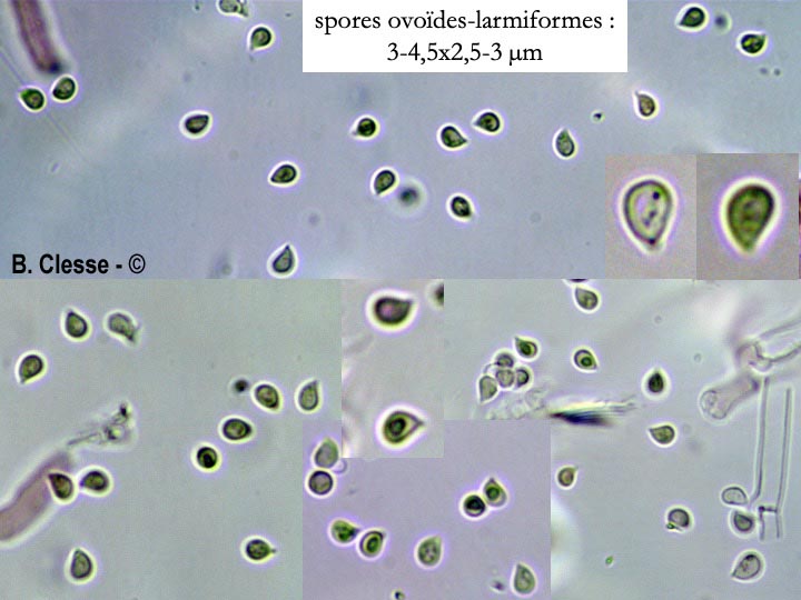 Trechispora cohaerens