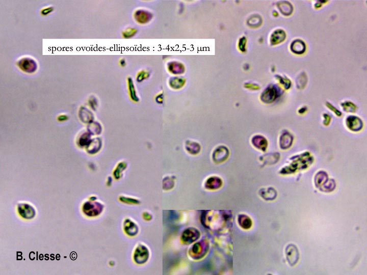 Trechispora cohaerens