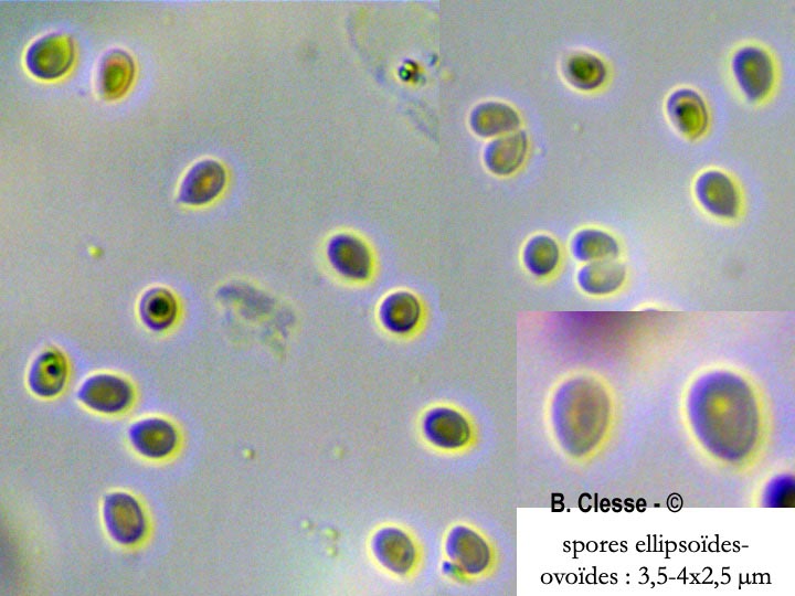 Trechispora cohaerens