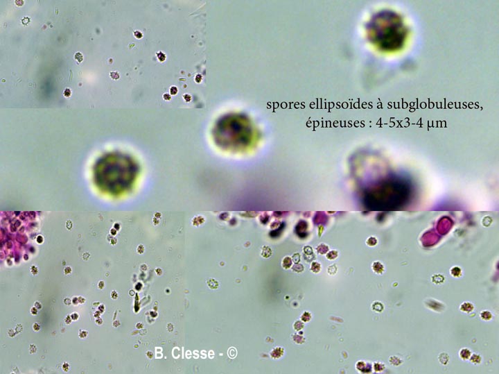 Trechispora farinacea