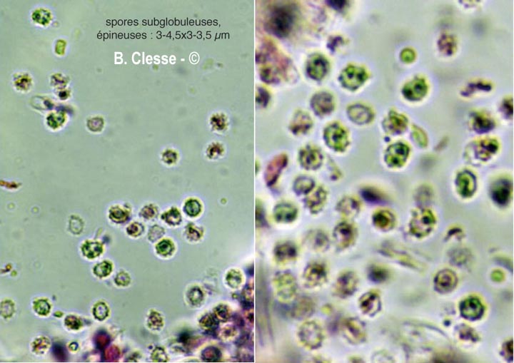 Trechispora farinacea
