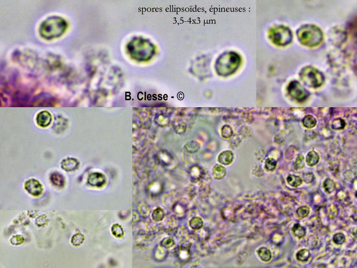 Trechispora stevensonii