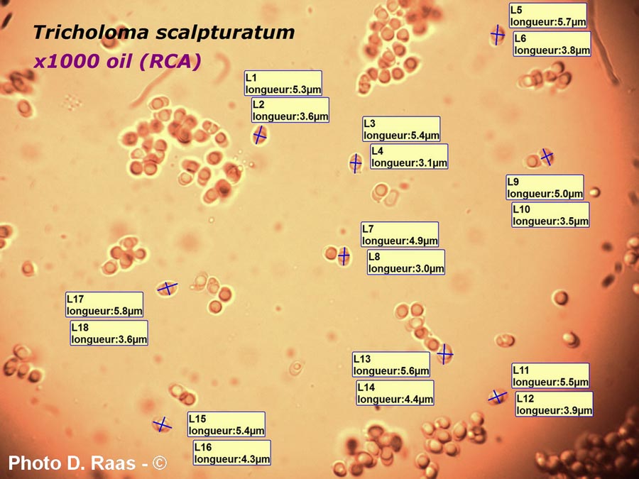 Tricholoma scalpuratum