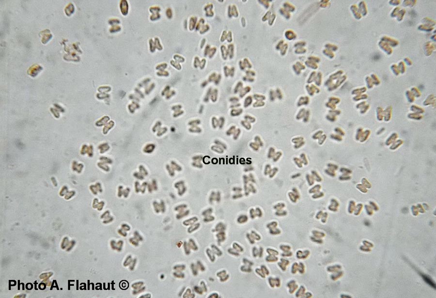 Trimorphomyces papilionaceus