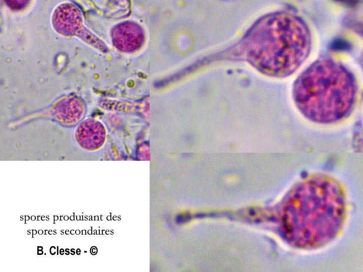 Tulasnella violea