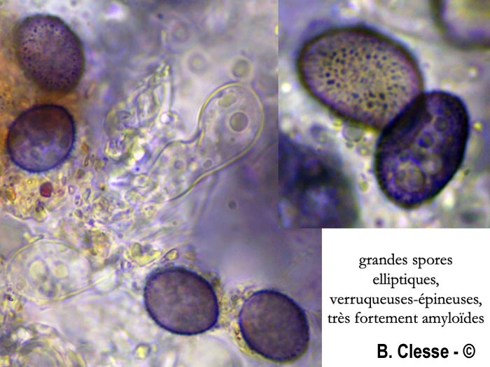 Aleurodiscus aurantius