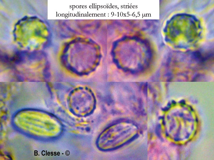 Xenasma pulverulentum